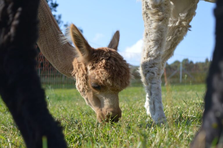 Galerie Alpaka Wiese frisst